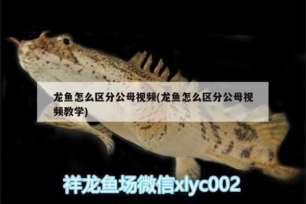 龙鱼不精神是什么原因：为什么龙鱼不精神？ 水族问答 第1张