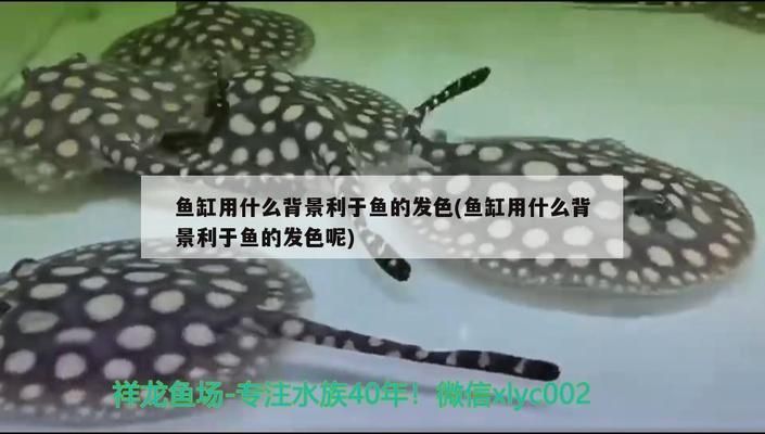 龙鱼缸贴什么背景纸好看vs祥龙鱼场：祥龙鱼场龙鱼缸背景纸选择技巧 vs祥龙鱼场 第2张