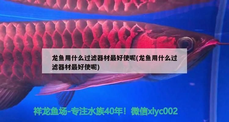 金龙鱼用什么过滤器材最好vs祥龙鱼场：金龙鱼专用过滤器材品牌 vs祥龙鱼场 第1张