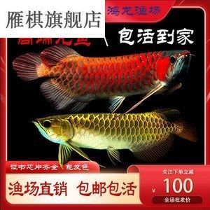 龙鱼的最佳喂食时间是多少vs祥龙鱼场：祥龙鱼场最佳喂食时间及其对养殖的重要性，祥龙鱼场的选择指南 vs祥龙鱼场 第1张