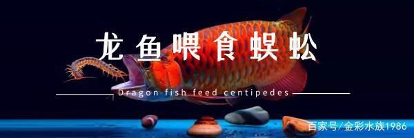 龙鱼的最佳喂食时间是多少vs祥龙鱼场：祥龙鱼场最佳喂食时间及其对养殖的重要性，祥龙鱼场的选择指南 vs祥龙鱼场 第5张