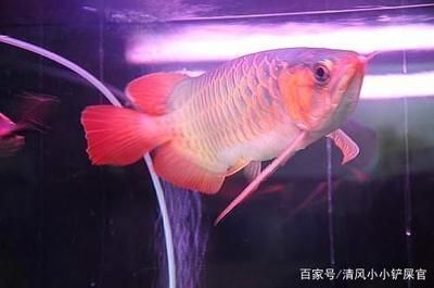 龙鱼缸水温32.5度