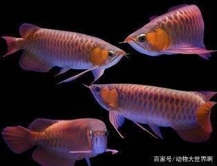 龙鱼缸水温32.5度