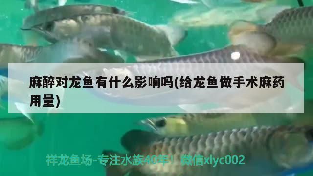 给龙鱼做手术麻药用量vs祥龙鱼场：龙鱼手术麻药用量 vs祥龙鱼场 第3张