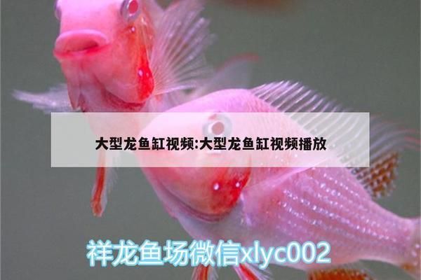 龙鱼缸需要造浪泵吗vs祥龙鱼场：祥龙鱼场的龙鱼品种，如何选择合适的造浪泵 vs祥龙鱼场 第4张