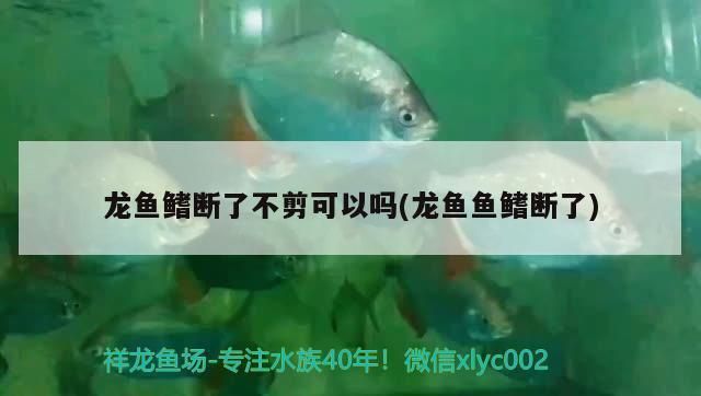 龙鱼的鳍受伤可以恢复吗vs祥龙鱼场：龙鱼的鳍受伤可以恢复吗 vs祥龙鱼场 第3张