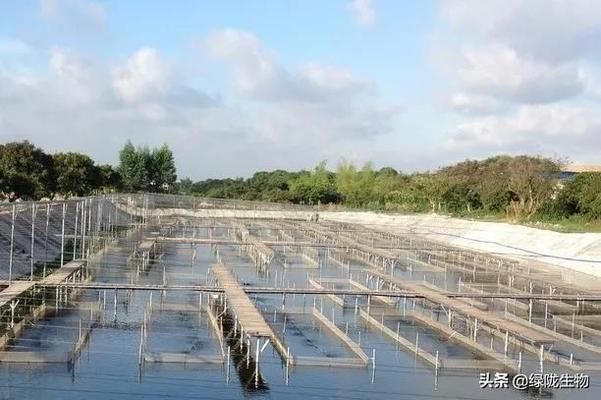 龙鱼不能超过多少度：关于龙鱼水温的问题 水族问答 第2张