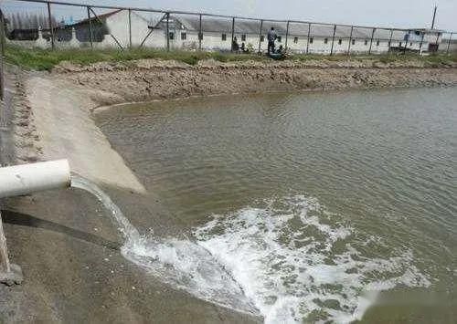 龙鱼不能吃活泥鳅：为什么龙鱼不能吃活泥鳅？ 水族问答