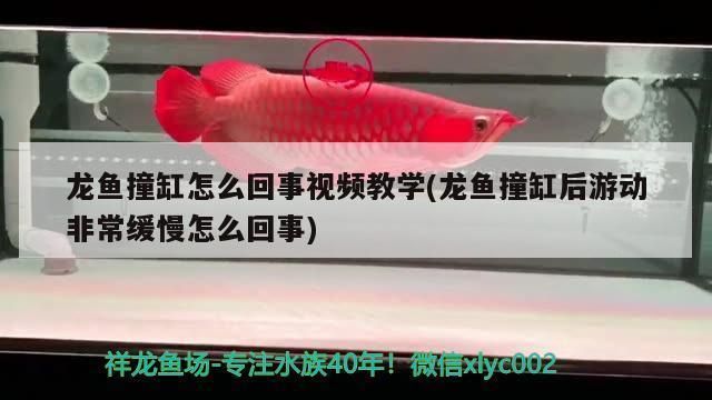 龙鱼不停的撞缸vs祥龙鱼场：龙鱼不停撞缸可能由多种原因引起，祥龙鱼场的评价如何 vs祥龙鱼场 第4张