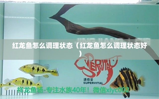 龙鱼不能吃什么水果：龙鱼不能吃什么水果？ 水族问答 第2张