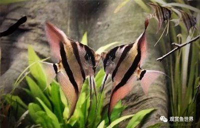 龙鱼不太肯游：龙鱼不愿意在水族箱游泳怎么办？ 水族问答 第2张