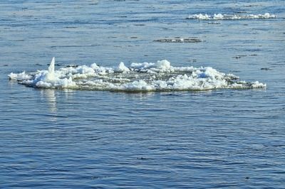 龙鱼不想吃：为什么龙鱼不愿意吃？ 水族问答 第2张