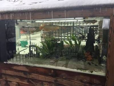 雪龙鱼水族箱布置技巧：雪龙鱼水族箱布置技巧对于提高观赏效果至关重要 龙鱼百科 第3张