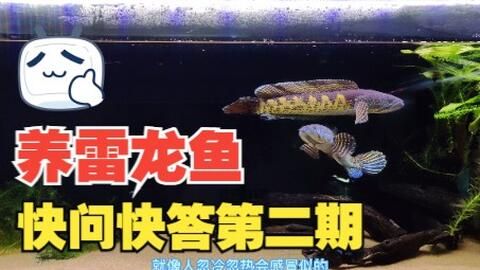 雪龙鱼水族箱布置技巧：雪龙鱼水族箱布置技巧对于提高观赏效果至关重要 龙鱼百科 第1张