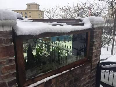 雪龙鱼水族箱布置技巧：雪龙鱼水族箱布置技巧对于提高观赏效果至关重要 龙鱼百科 第5张