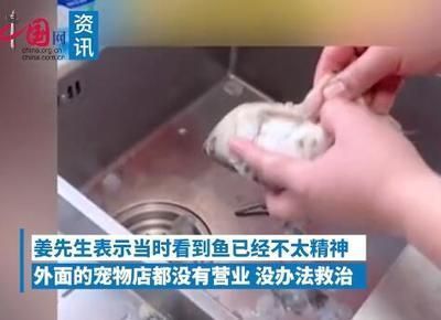 金龙鱼为什么总在鱼缸底层vs祥龙鱼场：金龙鱼为何常在鱼缸底层生活 vs祥龙鱼场 第1张