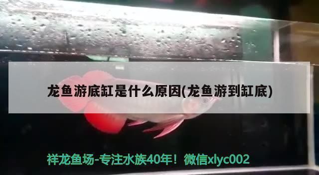 龙鱼一直在缸底游是什么原因：如何判断龙鱼是否患病 龙鱼百科 第1张