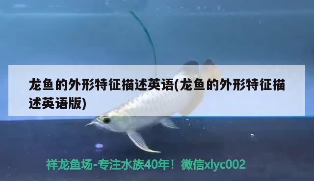 白色的龙鱼长什么样vs祥龙鱼场：祥龙鱼场如何找到适合的白色龙鱼养殖和销售基地