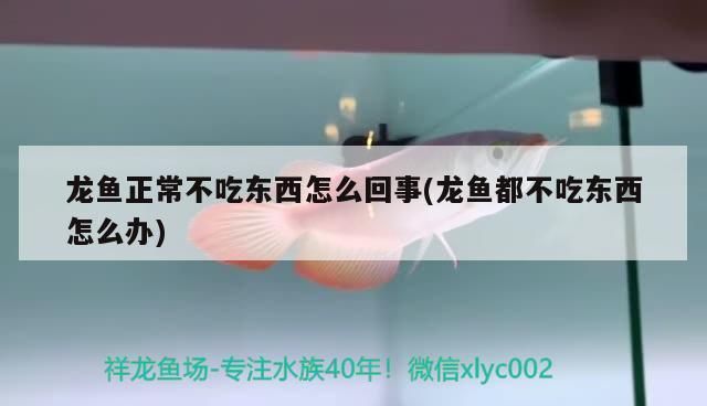 龙鱼不吃食怎么回事vs祥龙鱼场：龙鱼不吃食可能因水质、环境、疾病或饲养方法不当引起 vs祥龙鱼场 第2张