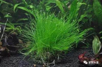 水草选择与养护指南：水族箱内水草布局技巧，水草肥料选择与使用方法 龙鱼百科 第2张