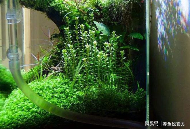 水草选择与养护指南：水族箱内水草布局技巧，水草肥料选择与使用方法 龙鱼百科 第3张