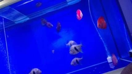 龙鱼蹭腮：关于龙鱼蹭腮的问题 水族问答 第2张