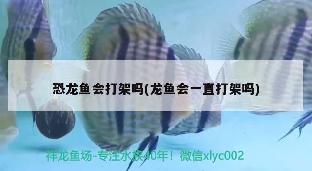 龙鱼打架会一直打吗vs祥龙鱼场：龙鱼打架不会一直持续下去 vs祥龙鱼场 第2张