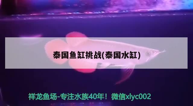 金龙鱼的鱼缸必须每天打扫吗vs祥龙鱼场：金龙鱼缸清洁频率，如何判断金龙鱼健康 vs祥龙鱼场 第2张