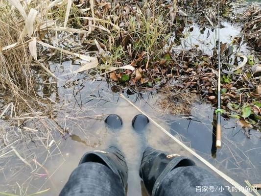 龙鱼产地哪里最好：-龙鱼的养殖需要注意哪些问题 水族问答 第1张