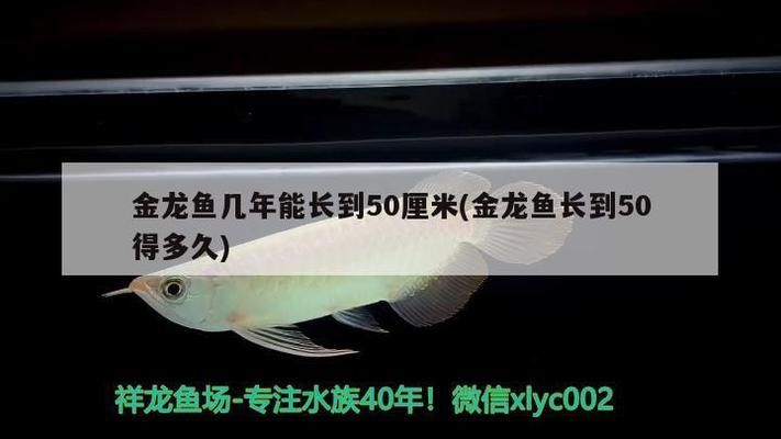 龙鱼多久能长到50公分vs祥龙鱼场：祥龙鱼场口碑评价，龙鱼生长速度影响因素，如何挑选优质龙鱼 vs祥龙鱼场 第1张