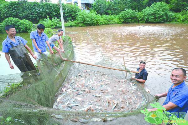 龙鱼产地是哪个国家：关于龙鱼的一些问题 水族问答 第2张