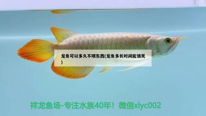 龙鱼好长时间不吃食：龙鱼最佳喂食频率，改善龙鱼水质的方法