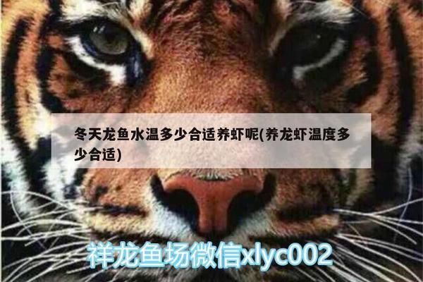 龙鱼28度养还是30度养好vs祥龙鱼场：28度与30度水温对龙鱼的影响 vs祥龙鱼场 第3张