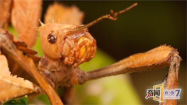 龙鱼常用药：关于龙鱼常用药的五个疑问 水族问答 第2张