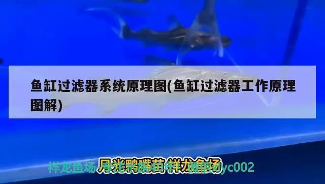 金龙鱼可以用庆大霉素药浴吗vs祥龙鱼场：金龙鱼可以使用庆大霉素药浴吗？ vs祥龙鱼场 第3张