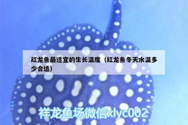 龙鱼缸水温32度需要增氧吗vs祥龙鱼场：如何判断龙鱼缸水温32度是否需要增氧 vs祥龙鱼场 第5张