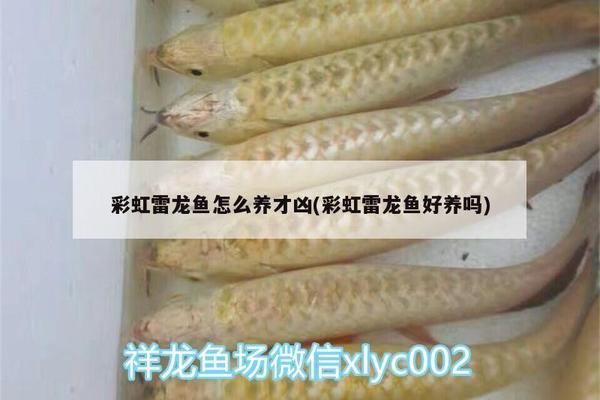 雷龙鱼繁殖期特殊饲料配方：雷龙鱼繁殖期饲料自制方法 龙鱼百科 第5张