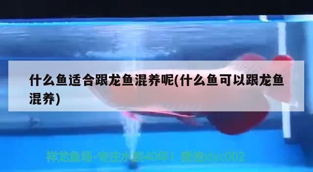 龙鱼打伤喂点什么营养好呢vs祥龙鱼场：龙鱼受伤后如何处理伤口 vs祥龙鱼场 第2张