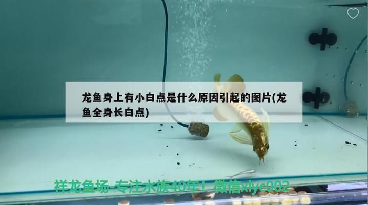 龙鱼白点病和水霉病的区别在哪些地方vs祥龙鱼场：如何预防龙鱼得白点病，治疗龙鱼水霉病的有效方法 vs祥龙鱼场 第3张