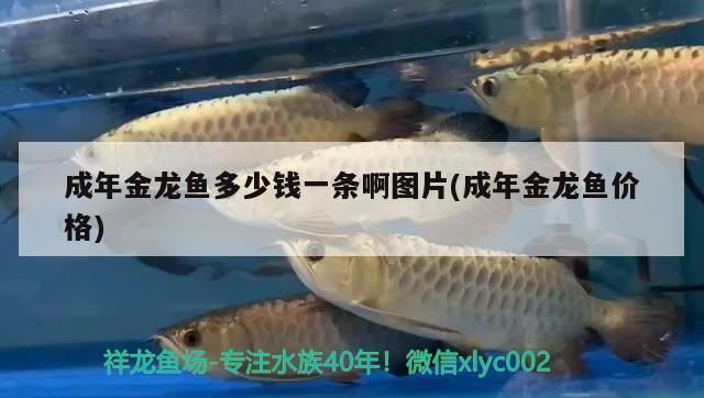 龙鱼沉头是怎么回事：如何判断龙鱼是否处于沉头状态？ 水族问答 第2张