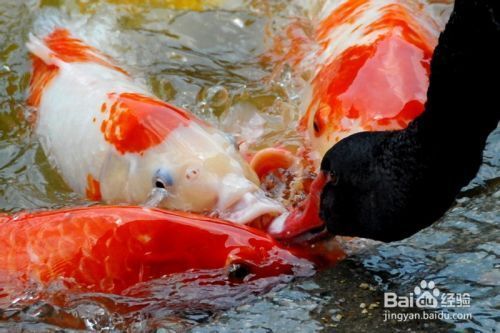 龙鱼沉在水底怎么回事：如何判断龙鱼在水底的沉浮现象？ 水族问答 第2张