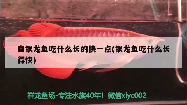 龙鱼吃啥长的快vs祥龙鱼场：祥龙鱼场养殖技术，龙鱼生长速度影响因素，如何挑选优质龙鱼 vs祥龙鱼场 第2张