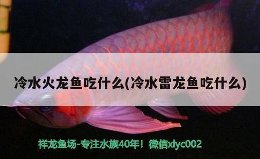 龙鱼缸ph多少合适vs祥龙鱼场：第28届中国国际宠物水族展览会cips(2024长城宠物展 vs祥龙鱼场 第5张