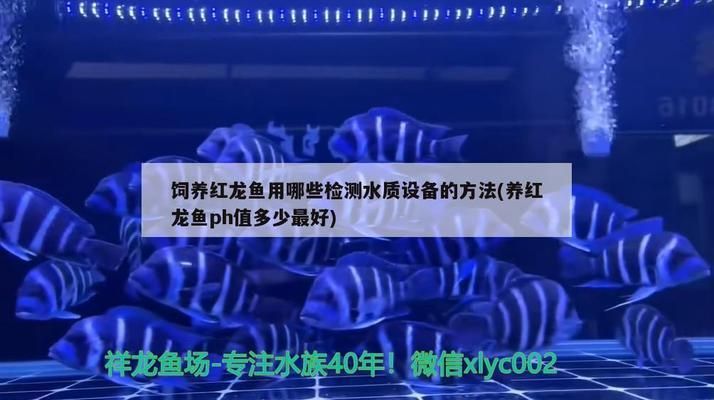 龙鱼缸ph多少合适vs祥龙鱼场：第28届中国国际宠物水族展览会cips(2024长城宠物展 vs祥龙鱼场 第20张