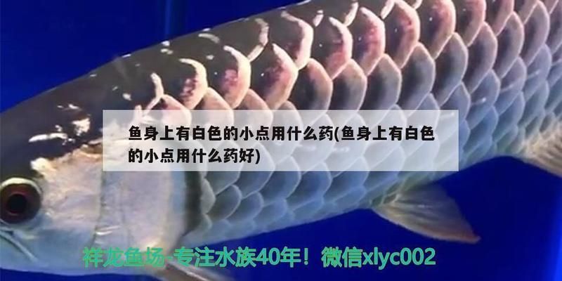 龙鱼白点病多久能脱落正常vs祥龙鱼场：龙鱼白点病治疗周期 vs祥龙鱼场 第5张