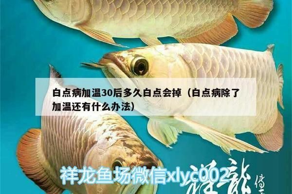 龙鱼白点病多久能脱落正常vs祥龙鱼场：龙鱼白点病治疗周期 vs祥龙鱼场 第1张