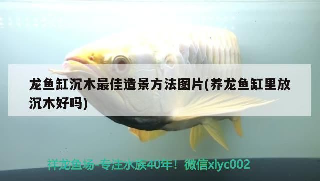 龙鱼缸如何造景vs祥龙鱼场：祥龙鱼场龙鱼缸造景基本步骤 vs祥龙鱼场 第4张