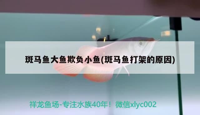 龙鱼被小鱼追着咬是什么情况vs祥龙鱼场：龙鱼攻击小鱼的原因 vs祥龙鱼场 第1张