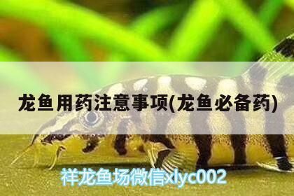 大白片能治疗龙鱼蒙眼吗怎么用药vs祥龙鱼场：治疗龙鱼蒙眼的方法 vs祥龙鱼场 第1张