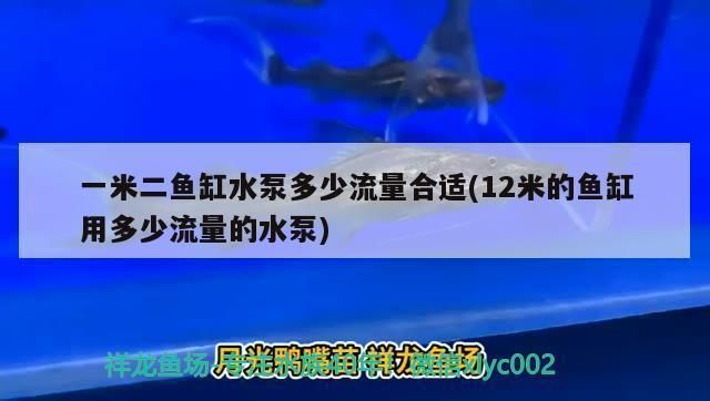 龙鱼缸水泵流量选择vs祥龙鱼场：祥龙鱼场龙鱼缸水泵流量选择 vs祥龙鱼场 第5张